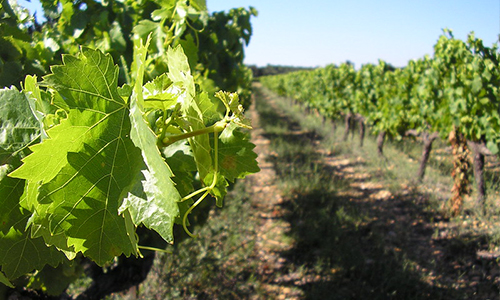 La tournée des caves à vin